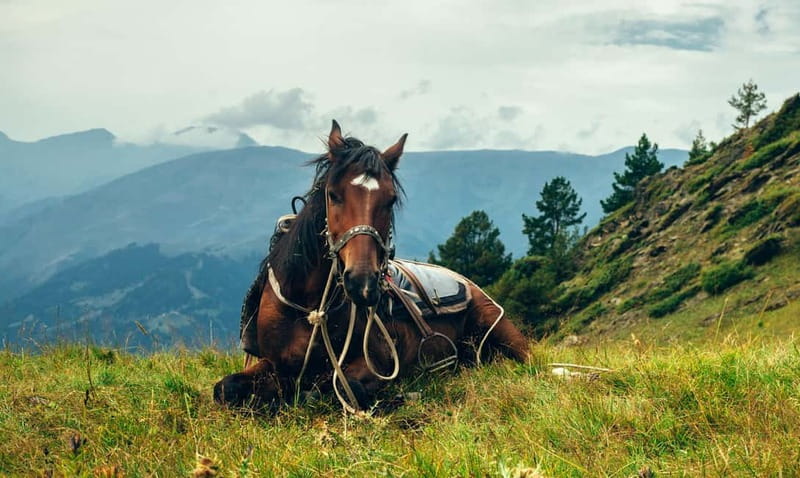 1 Day Horse Riding Adventure in Borjomi Mountains - 4.5 hours in Borjomi-Kharagauli National Park: what the ride is really like