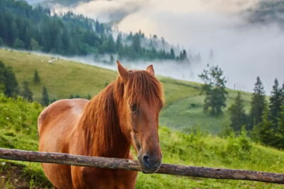 1 Day Horse Riding Adventure in Borjomi Mountains