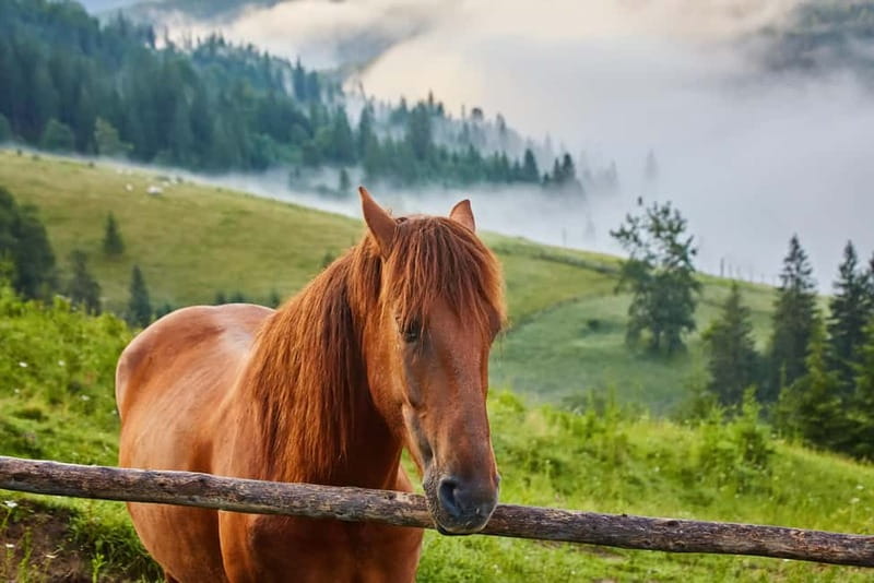 1 Day Horse Riding Adventure in Borjomi Mountains - Getting to Likani from Tbilisi, then meeting your horse