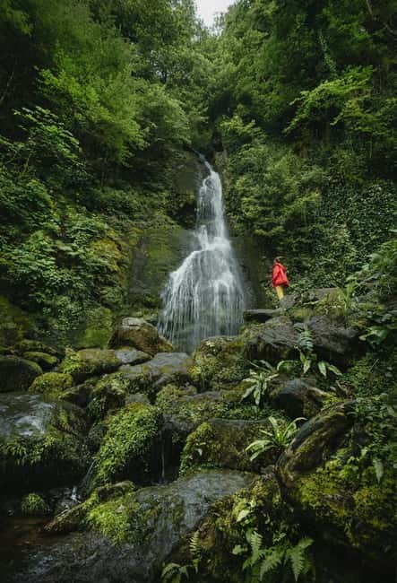 Batumi to Mtirala National park - Half day hiking group tour - Key Highlights You’ll Actually Notice