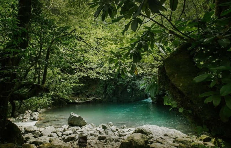 Batumi to Mtirala National park - Half day hiking group tour - Leaving Batumi at 14:00, Then Getting to the Real Forest