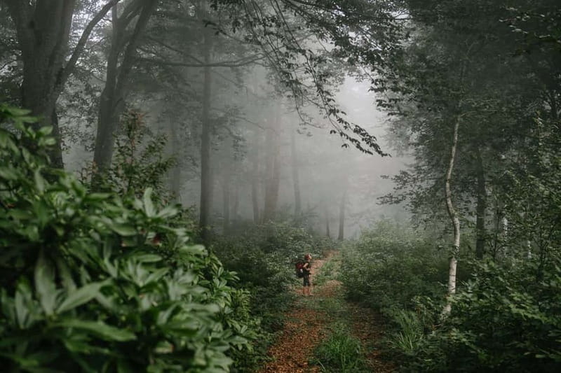Batumi to Mtirala National park - Half day hiking group tour - Timing That Works: Back to Batumi by 18:00