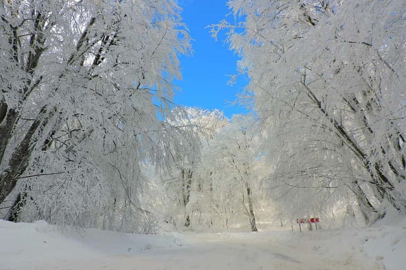 From Tbilisi: Private Sabaduri, Ananuri, & Gudauri Day Trip - Who this winter day trip suits best, and who might skip it