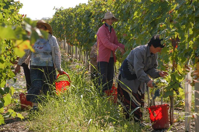 Highlights of Kakheti region-Signagi,Bodbe,Wine tasting(Private Tour) - What you might add (because the tour can flex)