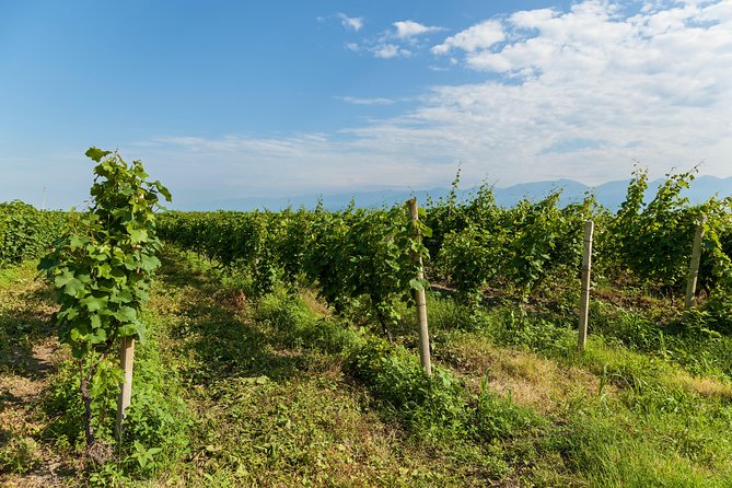 Highlights of Kakheti region-Signagi,Bodbe,Wine tasting(Private Tour) - Price and value: is $125 per person a fair deal?