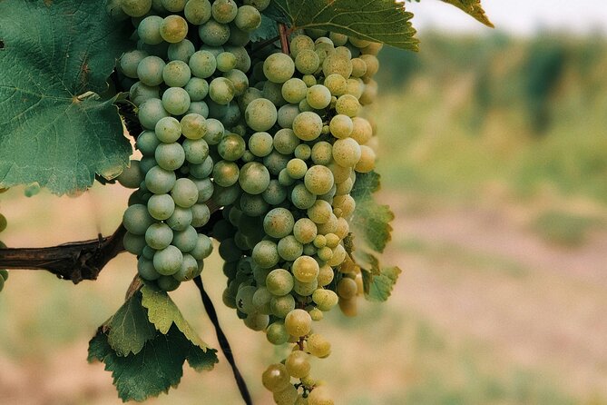 Private Day Trip to Kakheti Wine Region Including Wine Tasting - 10:00 Pickup, Private Transport, and How the Timing Plays Out
