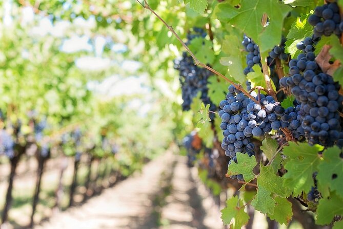 Private Day Trip to Kakheti Wine Region Including Wine Tasting - Who Should Book This Kakheti Wine Day Trip?
