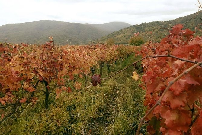 Private Tour to Mtskheta and Georgian Wine Tasting from Tbilisi - Guides and pacing: when flexibility matters