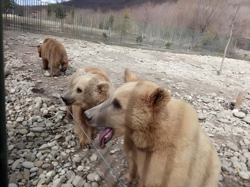 Spring in Tbilisi: Sabaduri, Jvari, Bears & Chronicle - The Chronicle of Georgia viewpoint: what you should photograph