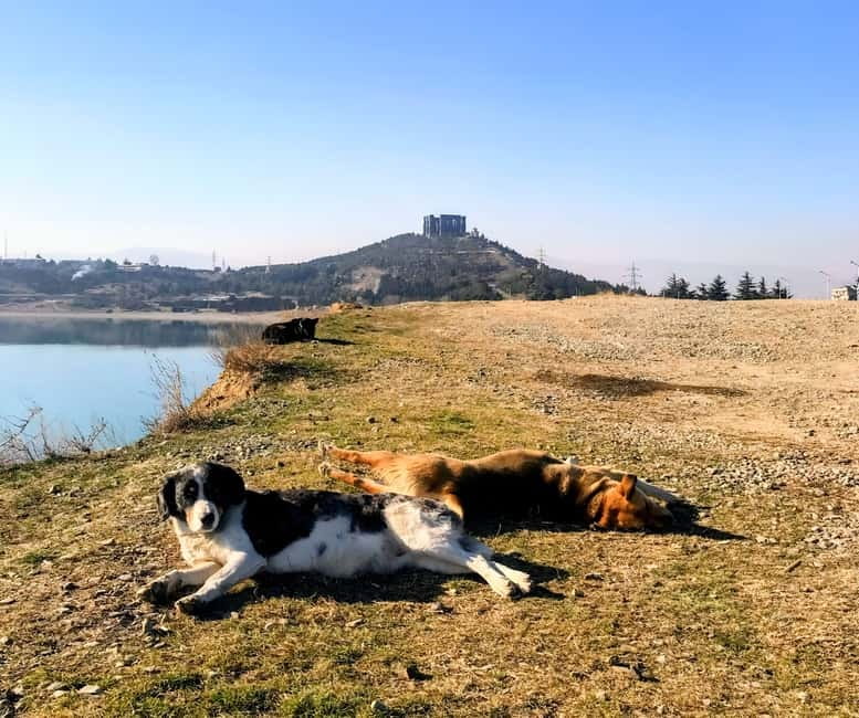 Spring in Tbilisi: Sabaduri, Jvari, Bears & Chronicle - What to bring, rules to follow, and who should go