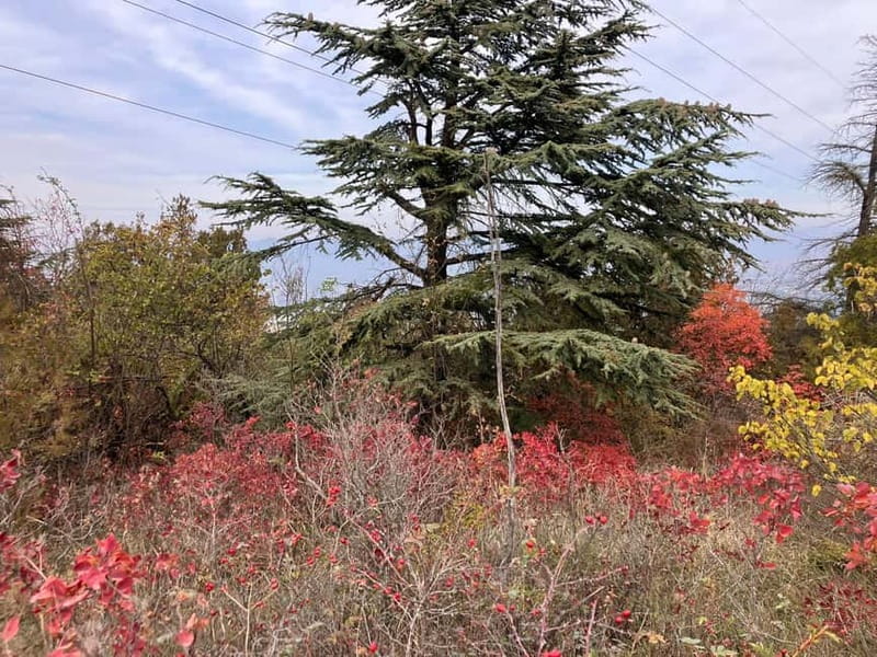 Tbilisi: Delightful Trail over the City - The climb itself: forests, meadows, and ridge walking