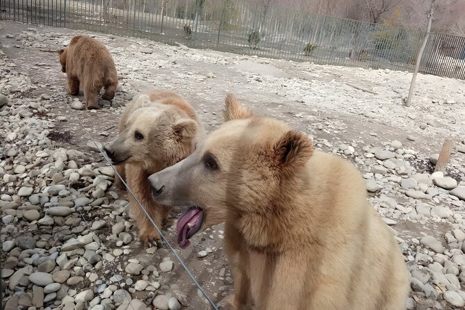Tbilisi: Sabaduri Forest, Georgian Stonehenge & Bear Sanctuary - Key highlights worth planning around