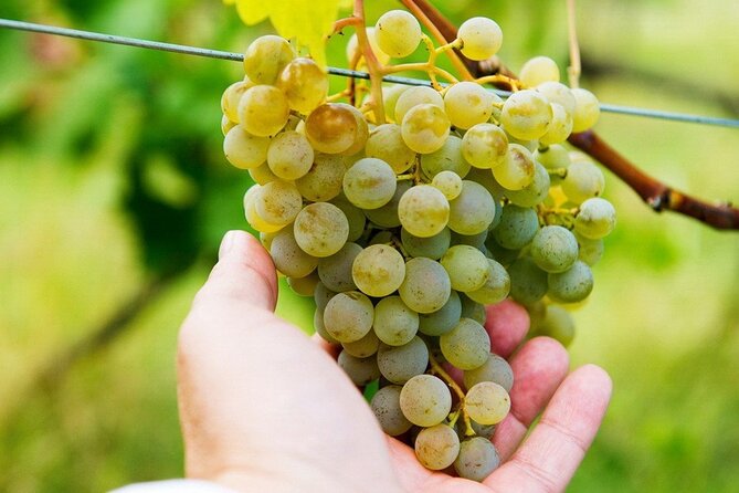 Whole day Wine Tour to Kakheti from Tbilisi - Meeting up, getting around, and the real pacing of a group tour