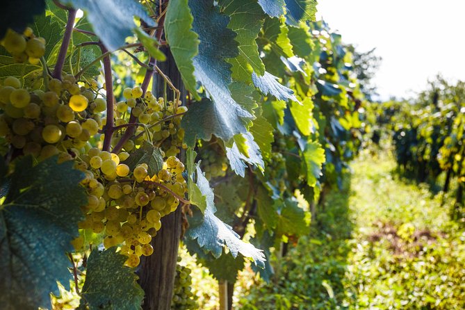 WINE & DINE Tour from Kutaisi - Price and value: why $59.41 can make sense here