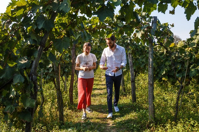 WINE & DINE Tour from Kutaisi - Stop at Baia’s Wine: vineyard first, then cellar tasting